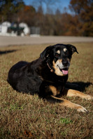 1. DOGS of C9R